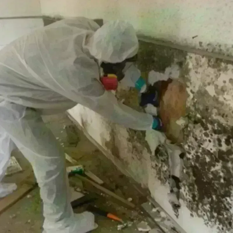 Mold Remediation and Removal in Holgate, OH